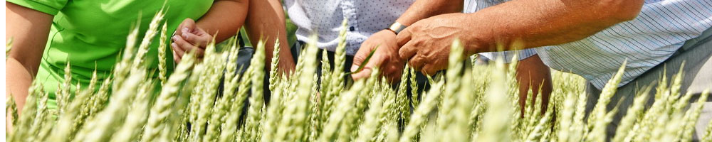 купить диплом агронома